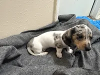Bluebell, a female Miniature Dachshund for sale in Leesville, LA – 4 of 7