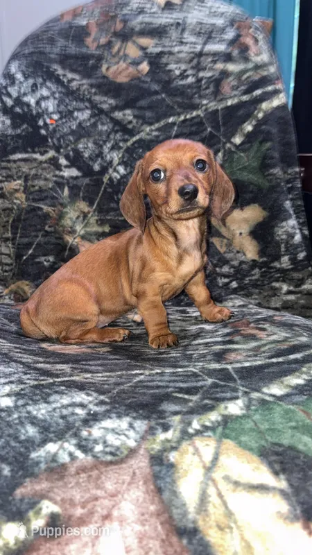 Daisey  – Miniature Dachshund puppy for sale in Leesville, LA