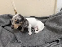 Bluebell, a female Miniature Dachshund for sale in Leesville, LA – 3 of 7