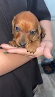 Daisey , a female Miniature Dachshund for sale in Leesville, LA – 5 of 5