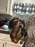 Maggie, a female Miniature Dachshund for sale in Alexandria, LA – 4 of 7