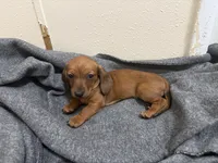 Daisey , a female Miniature Dachshund for sale in Leesville, LA – 3 of 5