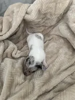 Bluebell, a female Miniature Dachshund for sale in Leesville, LA – 5 of 7