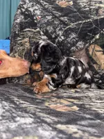 Maggie, a female Miniature Dachshund for sale in Alexandria, LA – 6 of 7