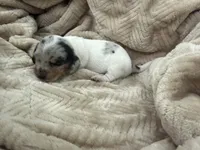 Bluebell, a female Miniature Dachshund for sale in Leesville, LA – 7 of 7