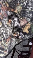 Maggie, a female Miniature Dachshund for sale in Alexandria, LA – 2 of 7