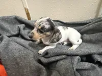 Bluebell, a female Miniature Dachshund for sale in Leesville, LA – 2 of 7