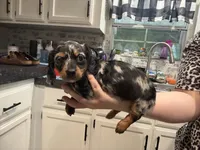 Maggie, a female Miniature Dachshund for sale in Alexandria, LA – 5 of 7