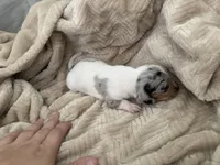 Bluebell, a female Miniature Dachshund for sale in Leesville, LA – 6 of 7