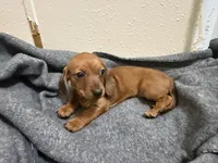 Daisey , a female Miniature Dachshund for sale in Leesville, LA – 2 of 5