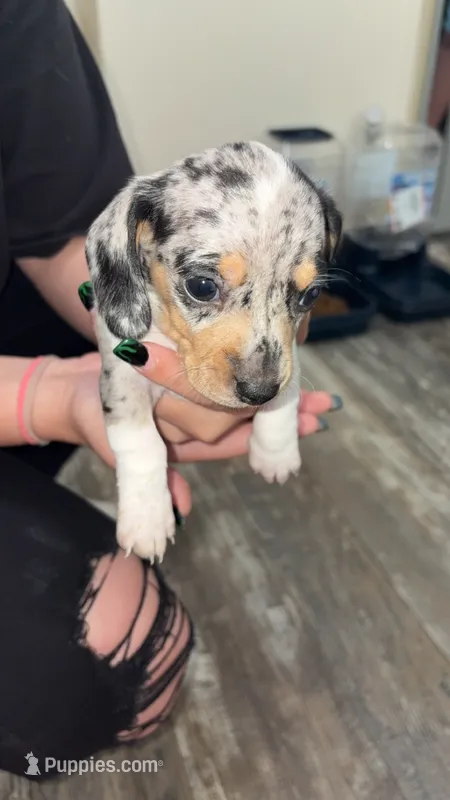 Bluebell – Miniature Dachshund puppy for sale in Leesville, LA