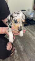 Bluebell, a female Miniature Dachshund for sale in Leesville, LA – 1 of 7
