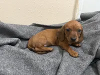 Daisey , a female Miniature Dachshund for sale in Leesville, LA – 4 of 5