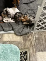 Maggie, a female Miniature Dachshund for sale in Alexandria, LA – 7 of 7