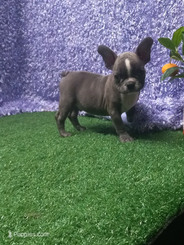 Lane – French Bulldog puppy for sale in Milan, MO