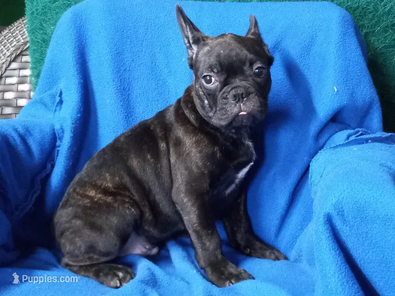 Adeluin – French Bulldog puppy for sale in Milan, MO