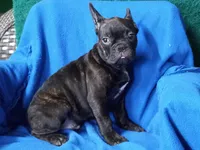 Adeluin, a male French Bulldog for sale in Milan, MO – 1 of 1