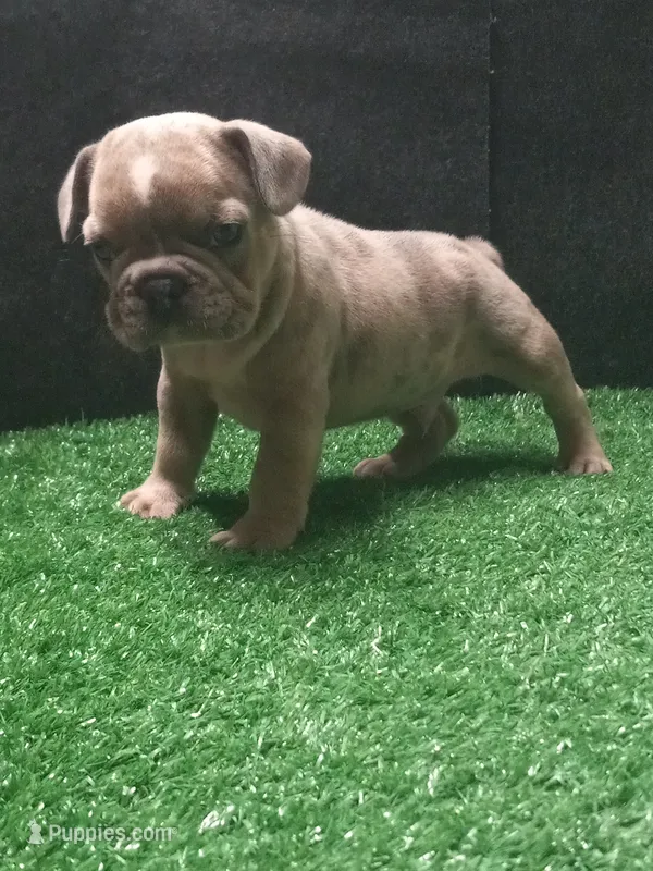 Wylder – French Bulldog puppy for sale in Milan, MO