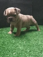 Wylder, a male French Bulldog for sale in Milan, MO – 1 of 1