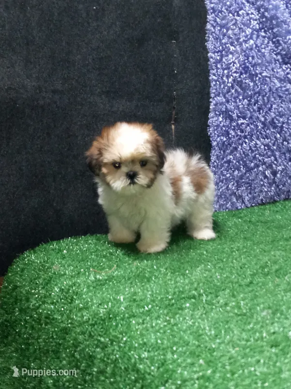 Libby – Shih Tzu puppy for sale in Milan, MO