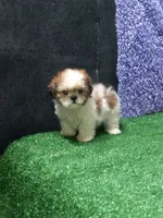 Libby, a female Shih Tzu for sale in Milan, MO – 1 of 1