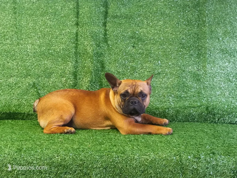 Zayn – French Bulldog puppy for sale in Milan, MO