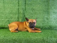 Zayn, a male French Bulldog for sale in Milan, MO – 1 of 1