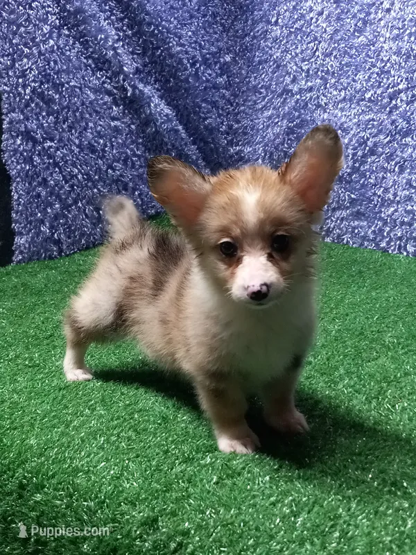 Maisie – Pembroke Welsh Corgi puppy for sale in Milan, MO