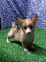 Maisie, a female Pembroke Welsh Corgi for sale in Milan, MO – 1 of 1