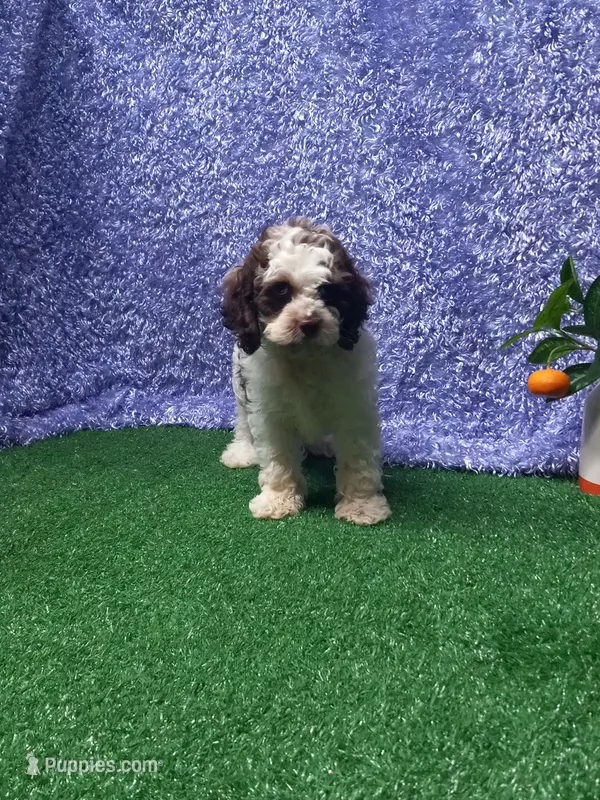Lucas – Cockapoo puppy for sale in Milan, MO