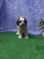 Lucas, a male Cockapoo for sale in Milan, MO – 1 of 1