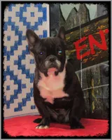 Mav, a male French Bulldog for sale in Milan, MO – 1 of 1