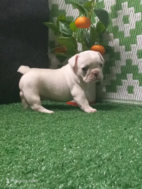 Millie – French Bulldog puppy for sale in Milan, MO