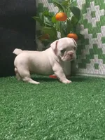 Millie, a female French Bulldog for sale in Milan, MO – 1 of 1