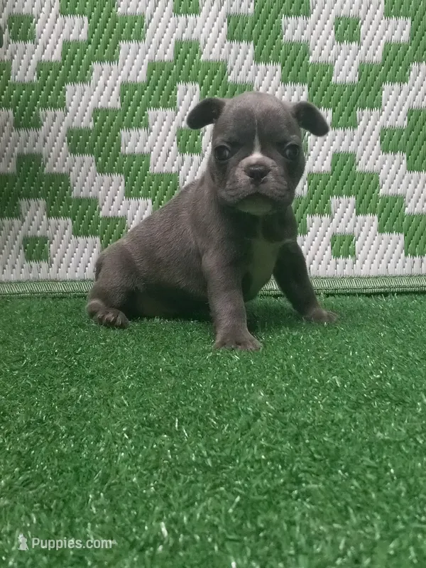 Maximo – French Bulldog puppy for sale in Milan, MO