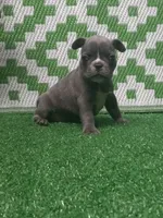 Maximo, a male French Bulldog for sale in Milan, MO – 1 of 1