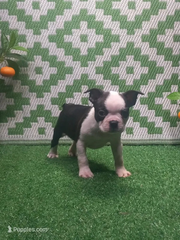 Kyrie – Boston Terrier puppy for sale in Milan, MO