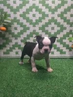 Kyrie, a male Boston Terrier for sale in Milan, MO – 1 of 1