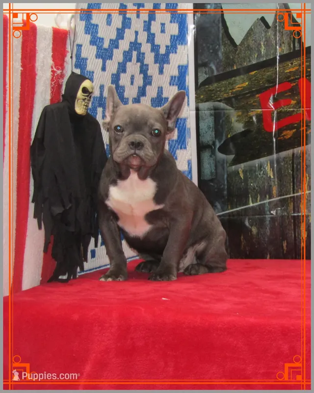 Cal – French Bulldog puppy for sale in Milan, MO