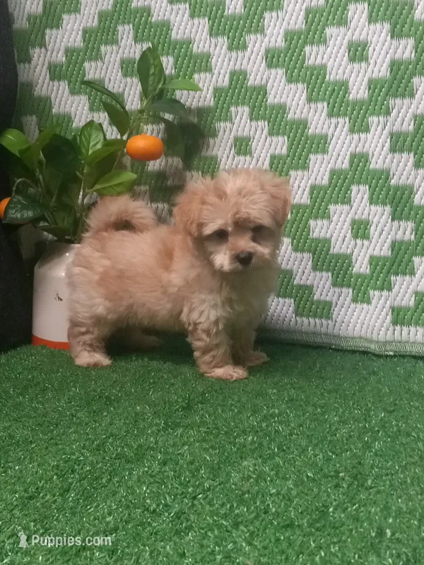 Evie – Morkie puppy for sale in Milan, MO