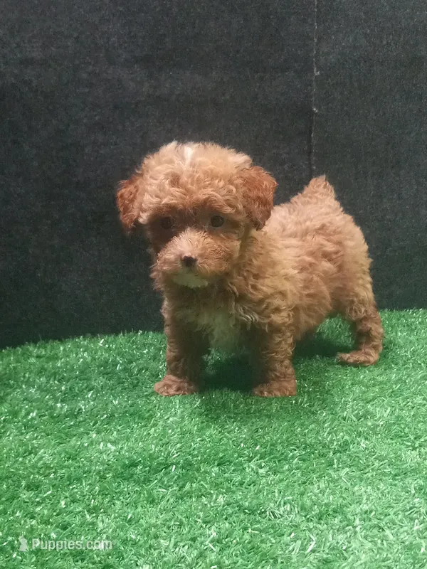 Harry – Poodle - Miniature  puppy for sale in Milan, MO