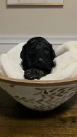 Jingle AKC , a male Poodle - Miniature  for sale in Agawam, MA – 8 of 10