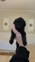 Jolly AKC , a male Poodle - Miniature  for sale in Agawam, MA – 6 of 10