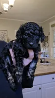 Jingle AKC , a male Poodle - Miniature  for sale in Agawam, MA – 5 of 10