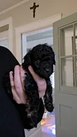 Jolly AKC , a male Poodle - Miniature  for sale in Agawam, MA – 10 of 10