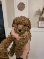 Teddy, a male Poodle - Toy  for sale in Agawam, MA – 3 of 6