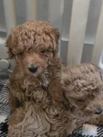 Teddy, a male Poodle - Toy  for sale in Agawam, MA – 5 of 6