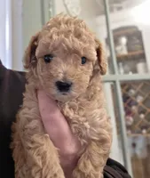 Poppy, a female Poodle - Toy  for sale in Agawam, MA – 5 of 6