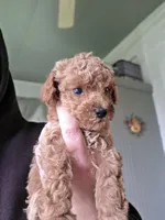 Rosie , a female Poodle - Toy  for sale in Agawam, MA – 4 of 6