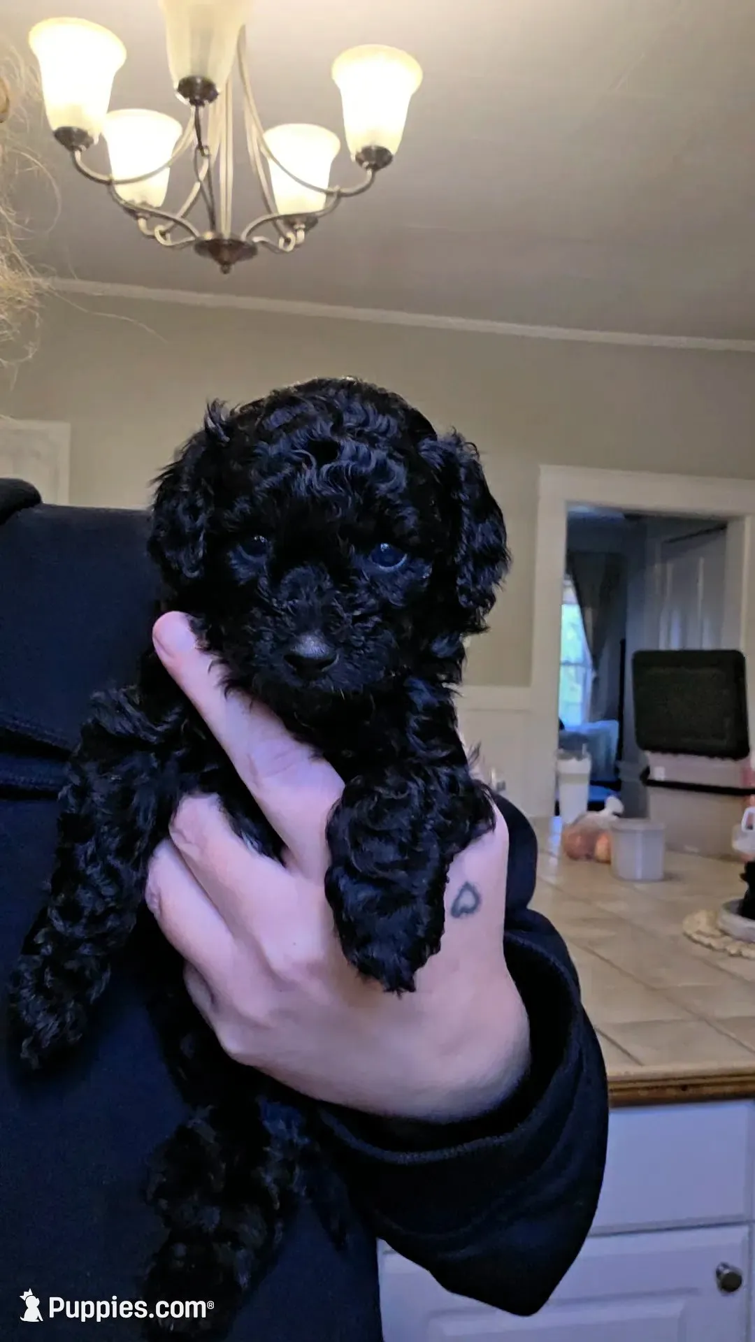 Twinkle AKC , a female Poodle - Miniature  for sale in Agawam, MA – 8 of 10